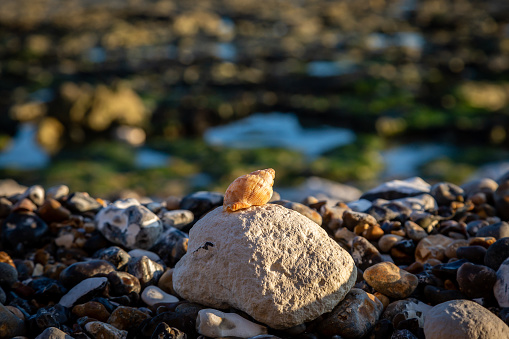 A close up of a whelk shell sitting on a rock on a pebble beach in Sussex