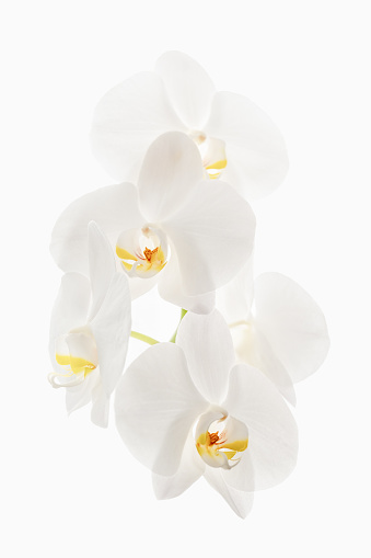 Flowers of orchid cut out on a white background