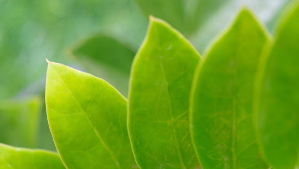 Close-up macro soft focus fresh green leaves background.Healthy natural organic product,environment or ecology poster backdrop,nature spring summer desktop wallpaper,website banner cover design. primer plano macro enfoque suave verde fresco hojas de fondo. producto orgánico natural saludable, fondo de póster de medio ambiente o ecología, fondo de escritorio de primavera verano de la naturaleza, diseño de la portada del banner del sitio web.