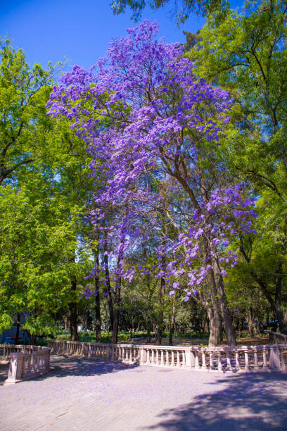 istock beautiful purple purple jacaranda trees in spring in a park 1459387914