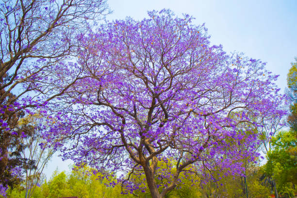istock beautiful purple purple jacaranda trees in spring in a park 1459387933