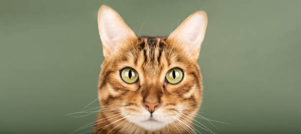 istock Muzzle of a Bengal cat with green eyes close-up on a green background. 1459388048