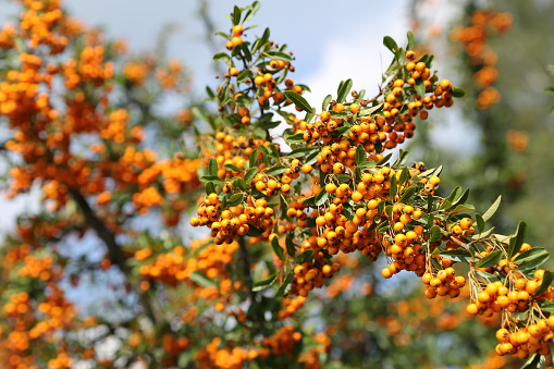 Rowan berry against white background