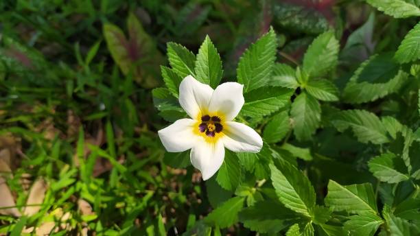 White Turnera Subulata Flower