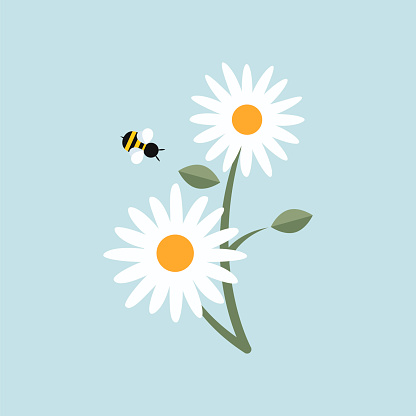 Bee flying towards white chamomiles cartoon illustration. Insect collecting nectar or pollinating daisy flowers on blue background. Spring, meadow, nature concept