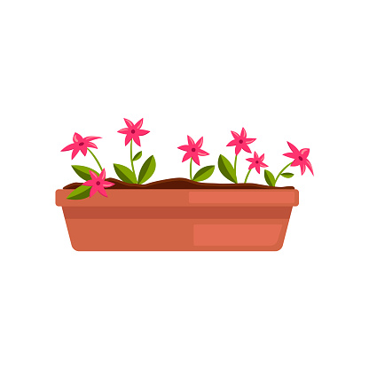 Beautiful flowers in long pot vector illustration. Cartoon drawing of pink garden plant isolated on white background. Gardening, farming, agriculture, spring concept