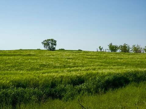 Green Wheat field