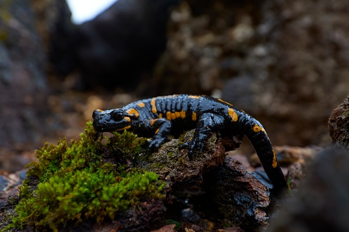 Barred fire salamander in natural habitat
