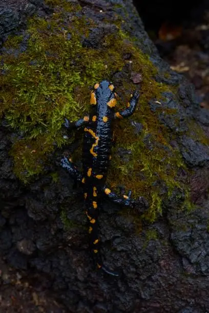 Photo of Barred fire salamander in natural habitat
