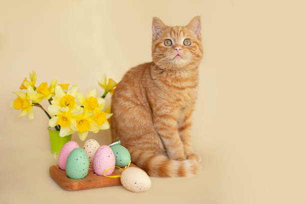 Easter eggs and spring yellow flowers near it.Cute ginger kitten sitting net to.Pastel background.
