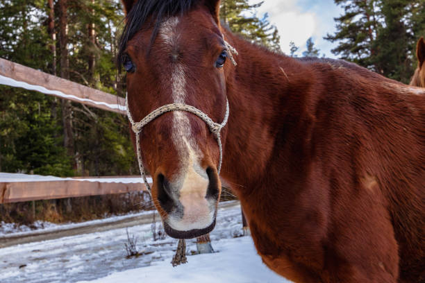 istock A horse portrait 1459395258