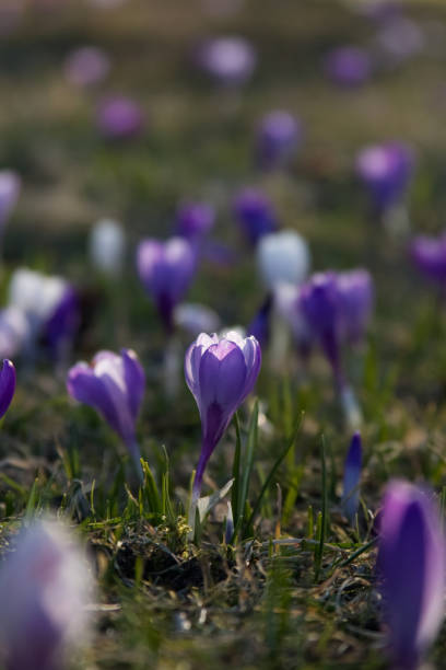 istock Tender crocuses on a spring lawn outside close-up 1459395293