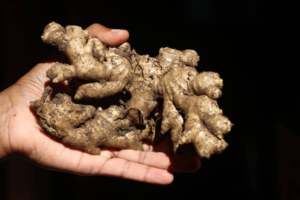 istock Harvested ginger pulled out from the soil without the plant held in hand. Ginger is a medicinal root and also a food ingredient 1459395685