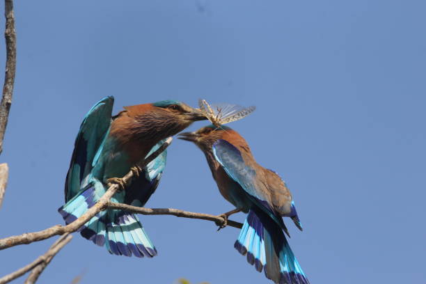 Male and female of indian roller with insect The indian roller is a bird of the family coraciidae.Indian roller is the state bird of three indian states. coracias benghalensis stock pictures, royalty-free photos & images