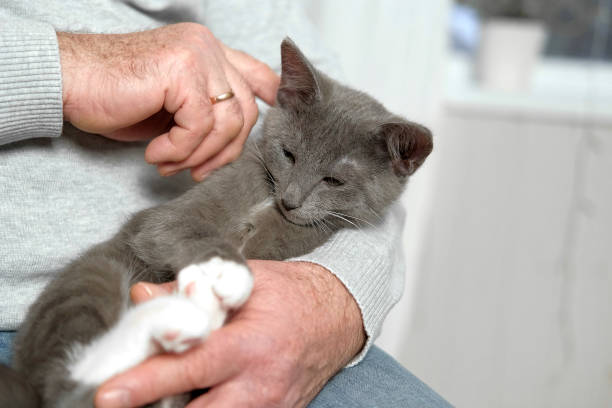 老人は座って猫をなで、猫療法。ペットの猫をなでる老人。猫を膝に抱き、家でくつろぐ幸せな年配の男性。しわの寄った手で子猫と遊ぶ祖父 - one senior man only grandfather portrait old ストックフォトと画像