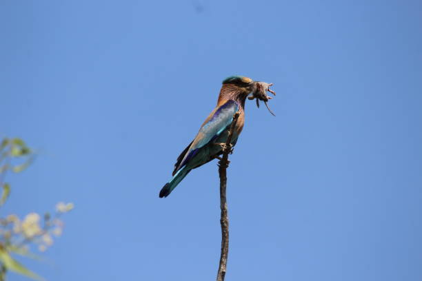 Indian roller killed the mouse The indian roller is a bird of the family coraciidae.Indian roller is the state bird of three indian states. coracias benghalensis stock pictures, royalty-free photos & images