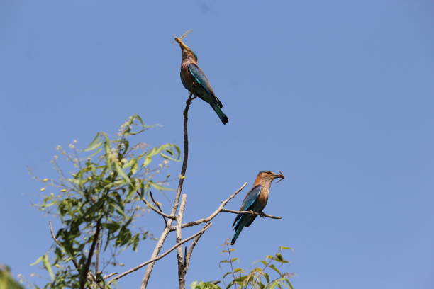 Male and female of indian roller both the killed the insect The indian roller is a bird of the family coraciidae.Indian roller is the state bird of three indian states. coracias benghalensis stock pictures, royalty-free photos & images
