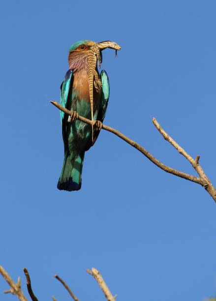 Indian roller (Coracias benghalensis) The indian roller is a bird of the family coraciidae.Indian roller is the state bird of three indian states. coracias benghalensis stock pictures, royalty-free photos & images