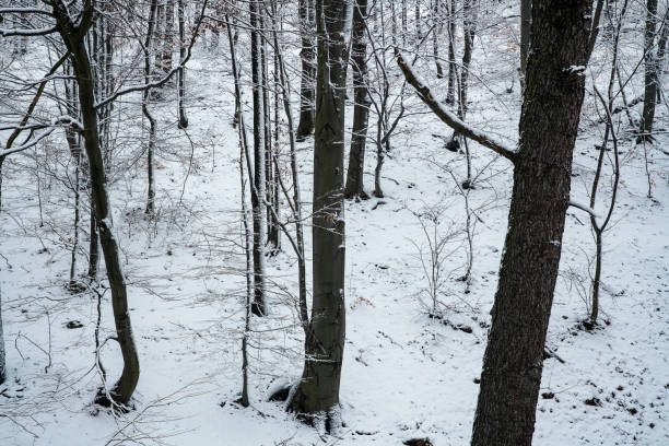 Mountain landscapes with snow trees in winter
