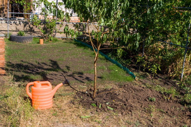 istock Planted peach tree and watering can with water 1459402426