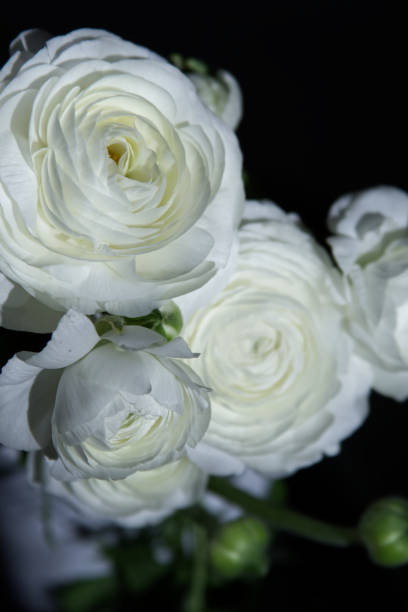 istock Bouquet of white tender ranunculus close-up 1459402858