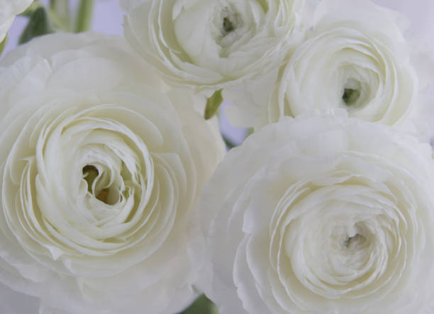istock Bouquet of white tender ranunculus close-up 1459403031