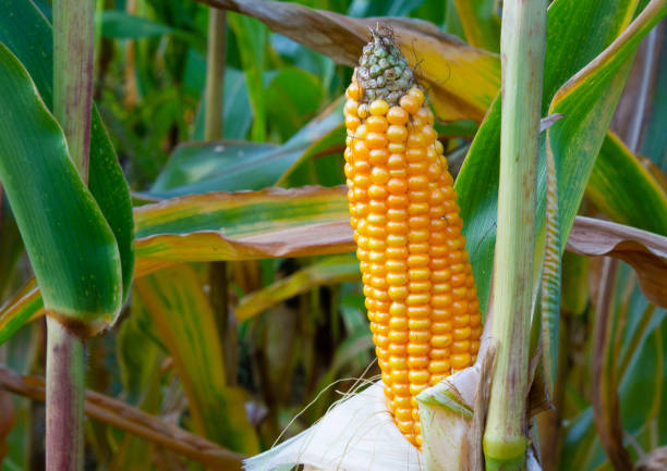 istock Close-up of a corn cob in natural environment 1459404839