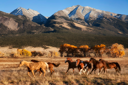 A group of horses running in a meadow in fall with a mountain backdrop at the Nature Conservancy Zapata Ranch in Colorado.