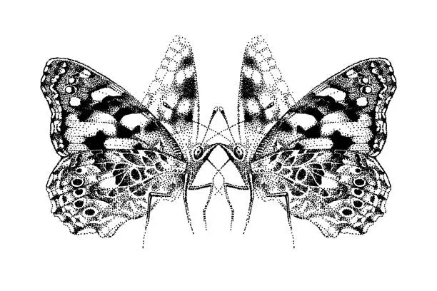 Vector illustration of Two butterflies kisses. Beautiful insects. Spread wings of love. Realistic vector, engraving sketch. Illustration for tattoo, t-shirt, art, print.