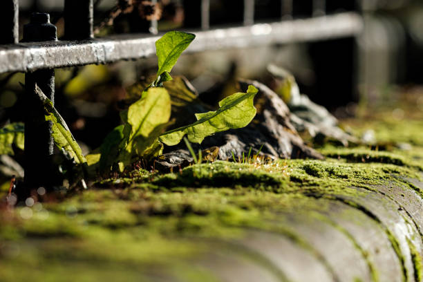 Green plant growing on lichen on horizontal bricks. Nature in city concept.