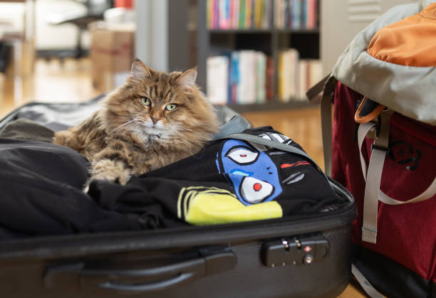 istock Cat sitting in a Suitcase at home 1459409193
