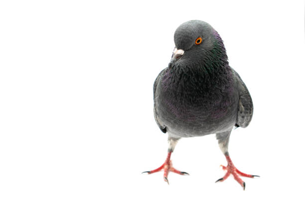istock Pigeon bird isolated white background 1459409475