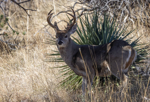 istock Coues Whitetail Deer Buck in Arizona 1459410926