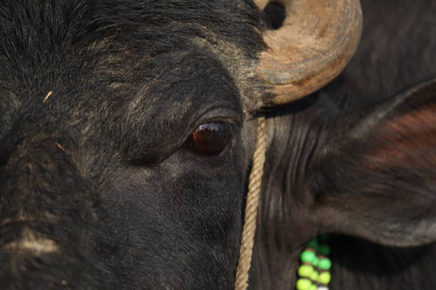 istock Domestic water buffalo 1459411241