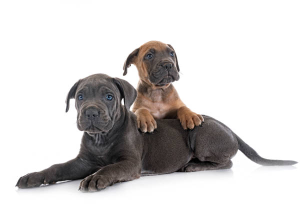 Puppies cane corso puppies italian mastiff in front of white background cane corso stock pictures, royalty-free photos & images