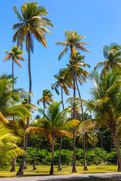 istock Coconut palm trees, beautiful tropical jungle background. 1459411780