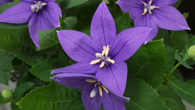 Macro time lapse blooming and wilting blue Platycodon (Balloon flower) close-up