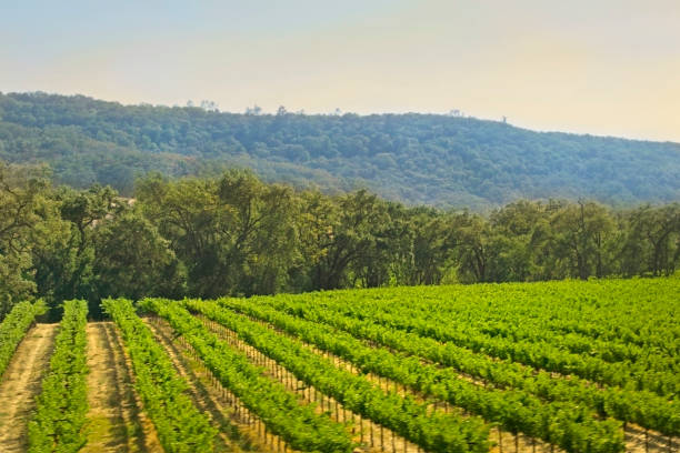 rows of grape vines in summer hills