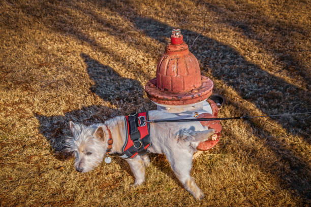 Little senior West Highland White Terrier dog pees on even older antique fire plug surrounded by dry brown winter grass at golden hour - Closeup stock photo