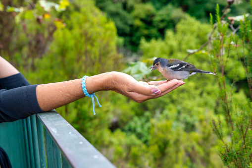 A woman feeds sparrow from the palm of her hand. A bird sits on a woman's hand and eats seeds. Caring for animals.