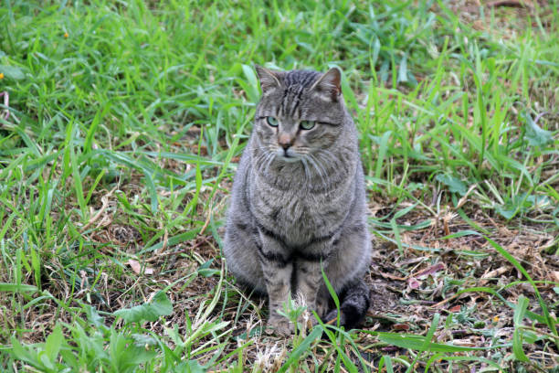 istock Trani, cats, feline colony 1459413988
