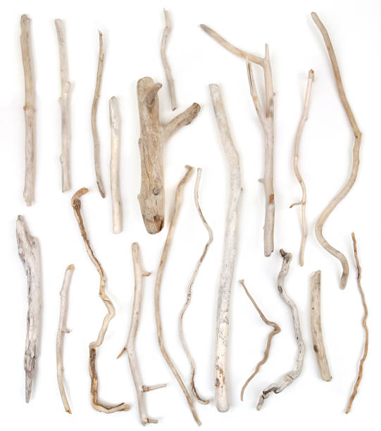 istock Set of sea driftwood branches isolated on white background. 1459415281