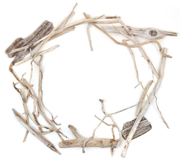istock Circle of sea driftwood branches isolated on white background. 1459415298