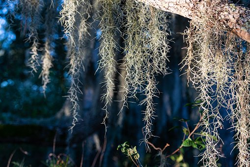 Spainish Moss hanging from trees in Florida