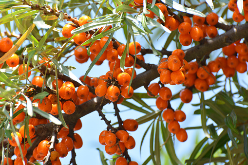 Branch of sea buckthorn (hippophae rhamnoides) with ripe orange berries