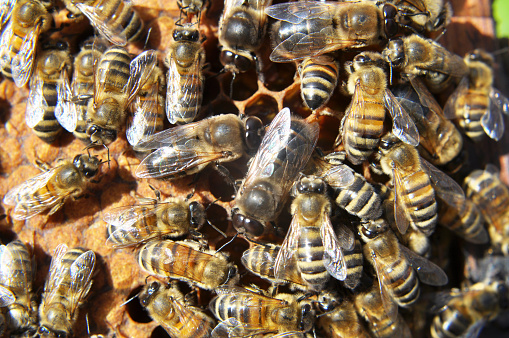 Drones and worker bees on part of the comb