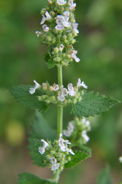 istock Flowering melissa (Melissa officinalis) flowers 1459421109