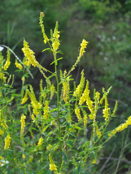 istock Melilot officinalis, ribbed melilot (Melilotus officinalis) blooms in nature 1459421175