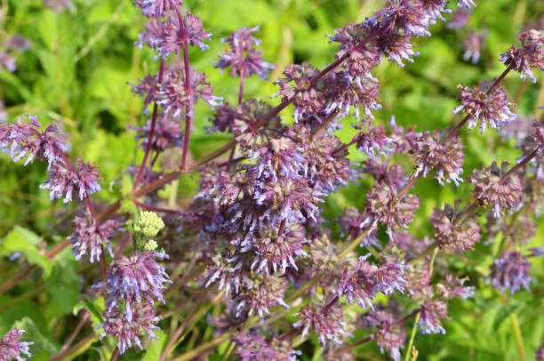 istock In nature, the blooms Salvia verticillata 1459421201