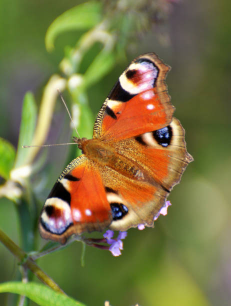 istock Peacock butterfly on a flower 1459421460